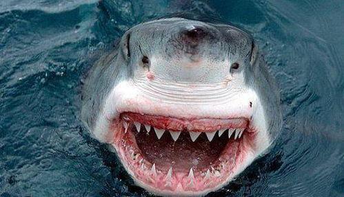 鲨鱼吃瓜吃鸡视频大全,瓜果鸡肴大揭秘  第3张